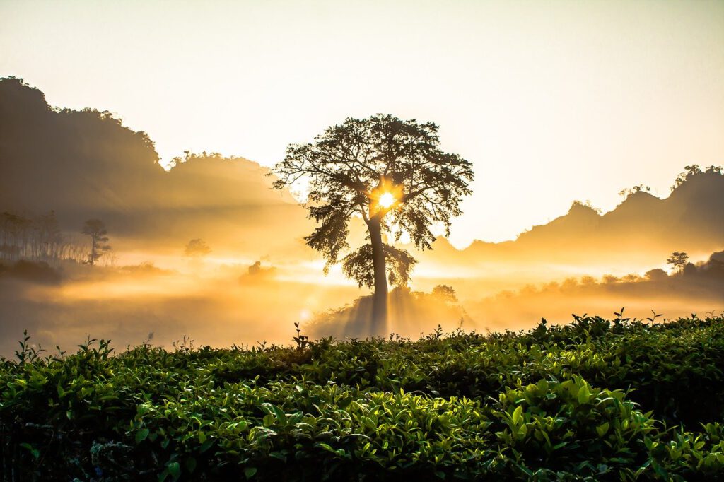 dawn, tree, bright