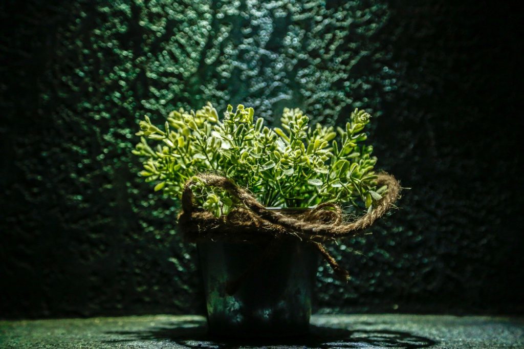 potted flower, decoration, pot