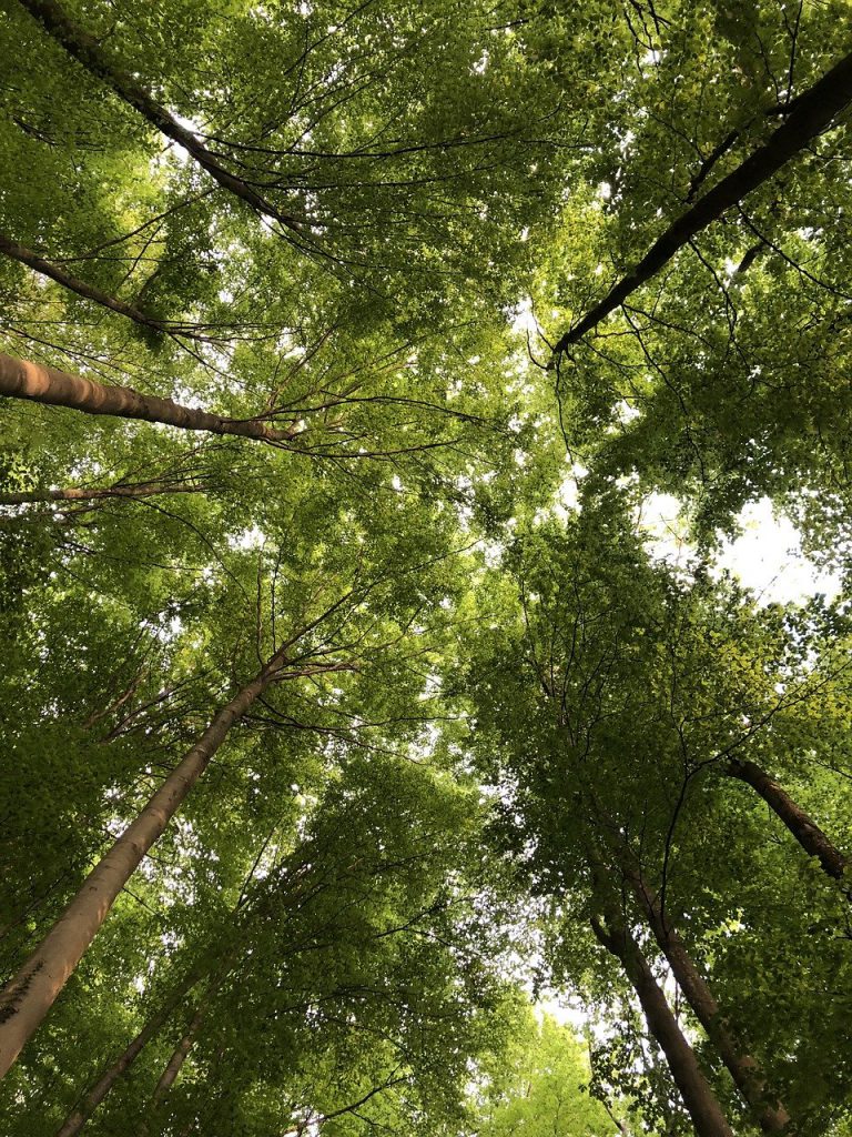 wood, tree, forest